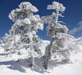 pino loricato in inverno